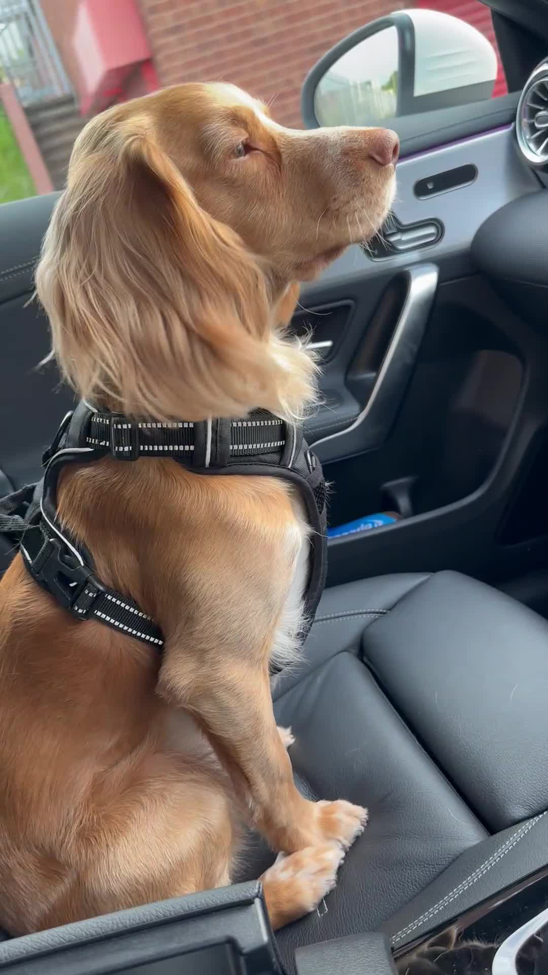 Cocker Spaniel dogs for sale: 2x working cocker spaniels  - Video 1