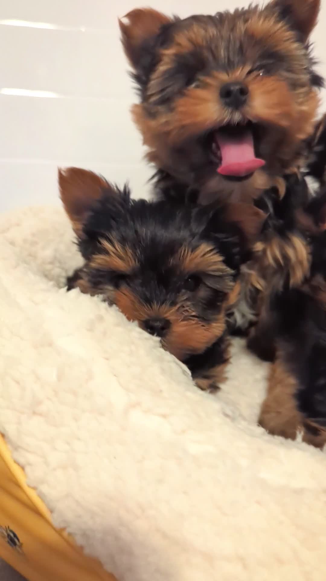 Yorkshire Terrier dogs for sale: Little bundles of joy available  - Video 1