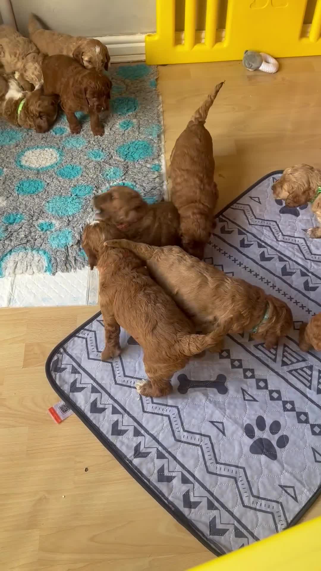 Irish Doodle dogs for sale: Gorgeous Miniature F1 Irish Doodles - Video 1