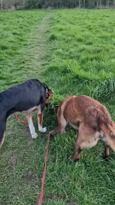 Mixed Breed dogs for adoption: 💙🐶 BRUNO – THIS BEAUTIFUL BOY IS FINALLY READY in Burntwood - Video 4