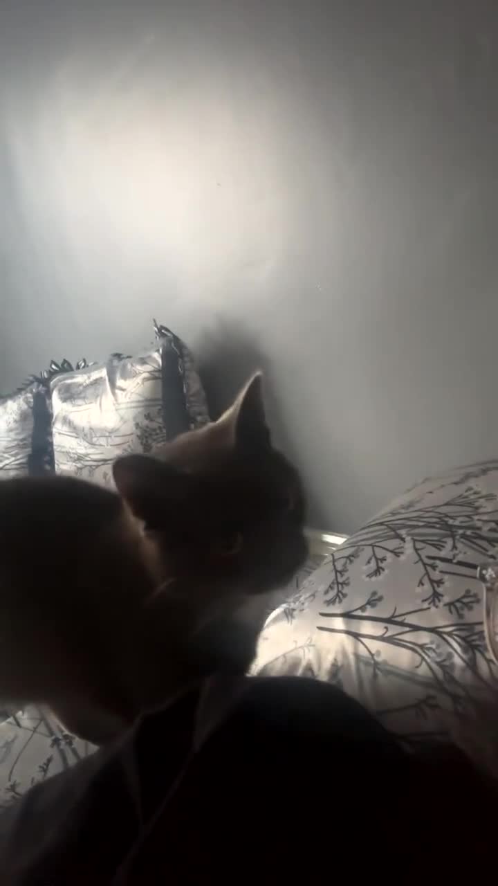 Mixed Breed cats for sale: For sale  - Video 3