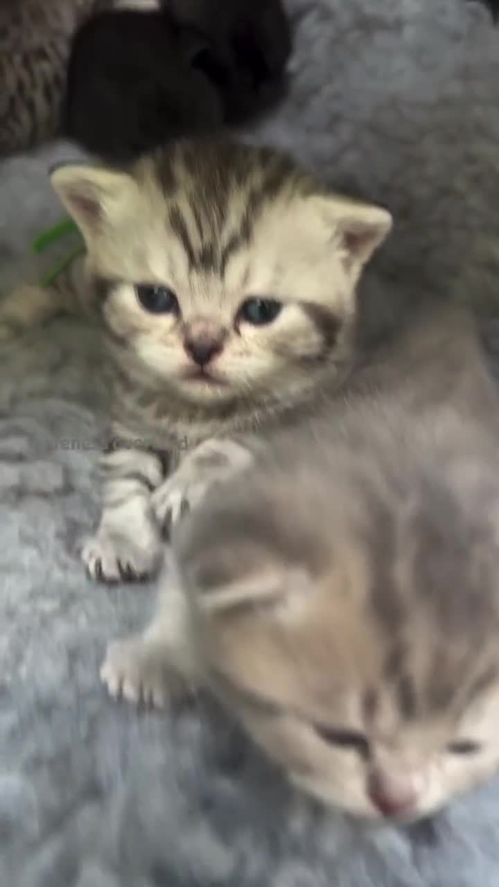 Scottish Fold cats for sale: Scottish fold/ Scottish striaght BSH kittens  - Video 2