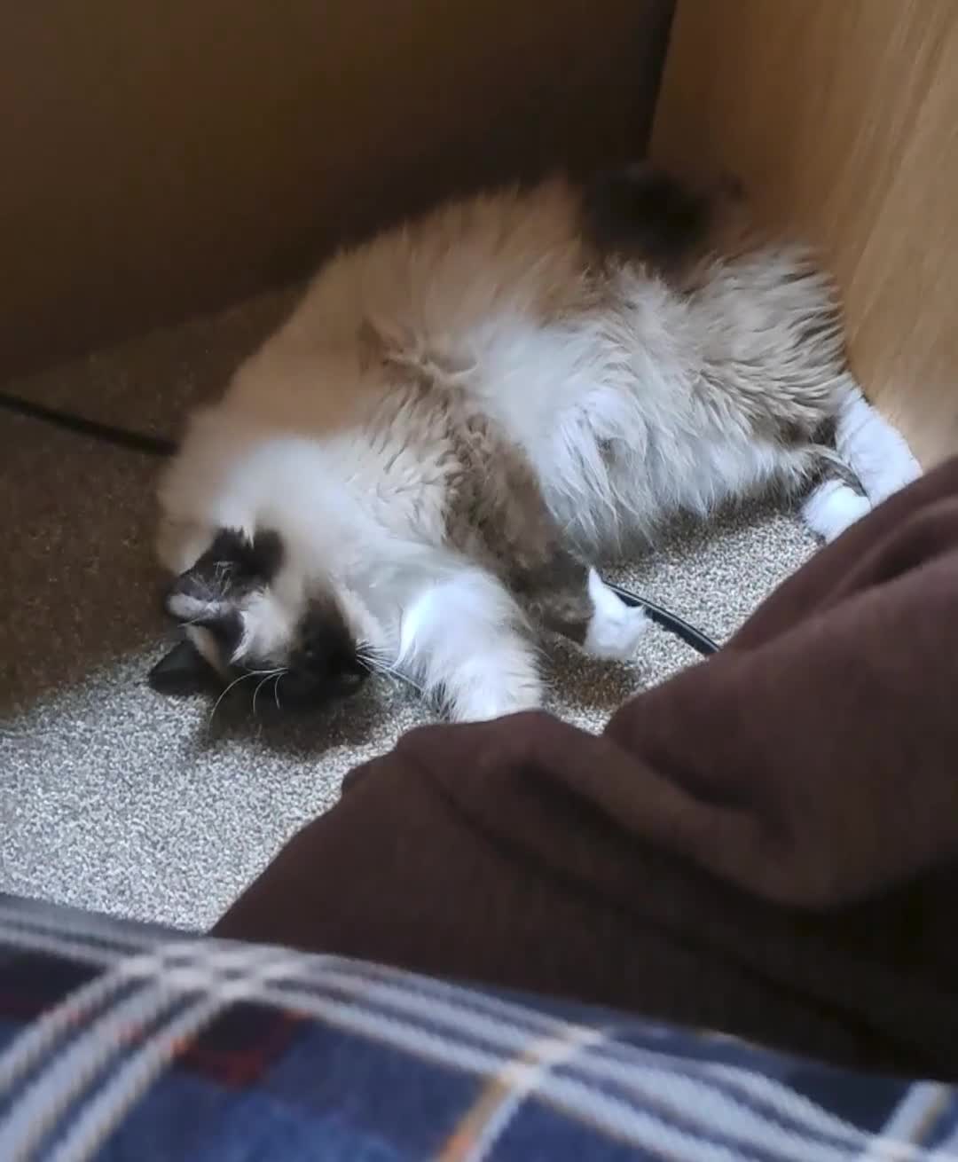 Ragdoll cats for sale: Ragdoll with Starter Kit - Video 2