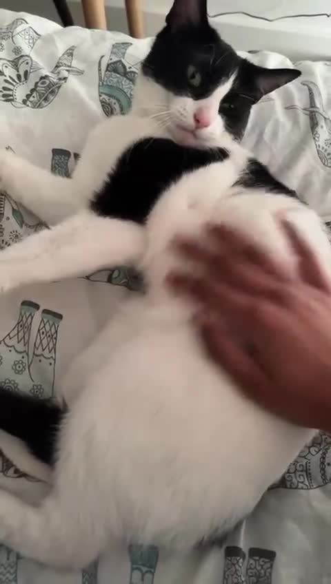 British Shorthair cats for sale: Gorgeous twin looking for a new home  - Video 1
