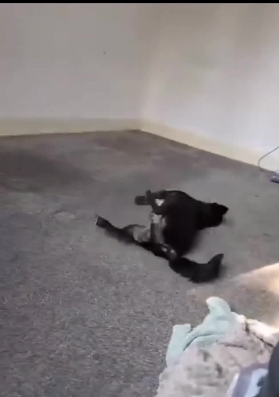 Mixed Breed dogs for sale: 4/5 year old Chihuahua x terrier mix - Video 1