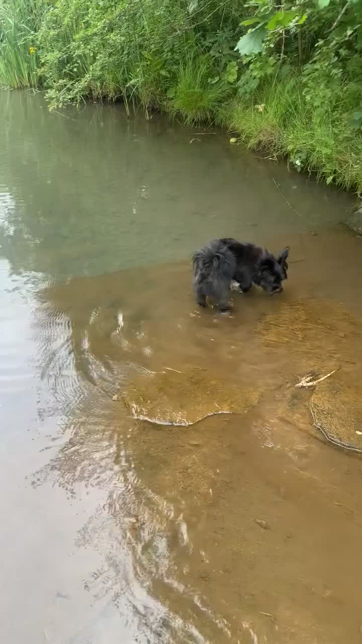 Mixed Breed dogs for stud: **BUDDY IS READY FOR THE LADIES 🖤 1 YEAR OLD in Rotherham - Video 1