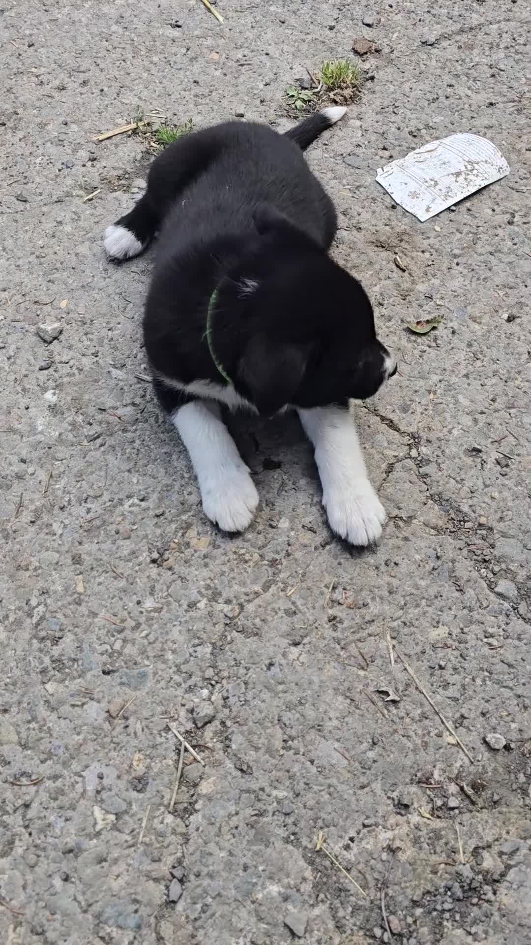 Border Collie dogs for sale:  Any farmers looking for working dogs? - Video 2
