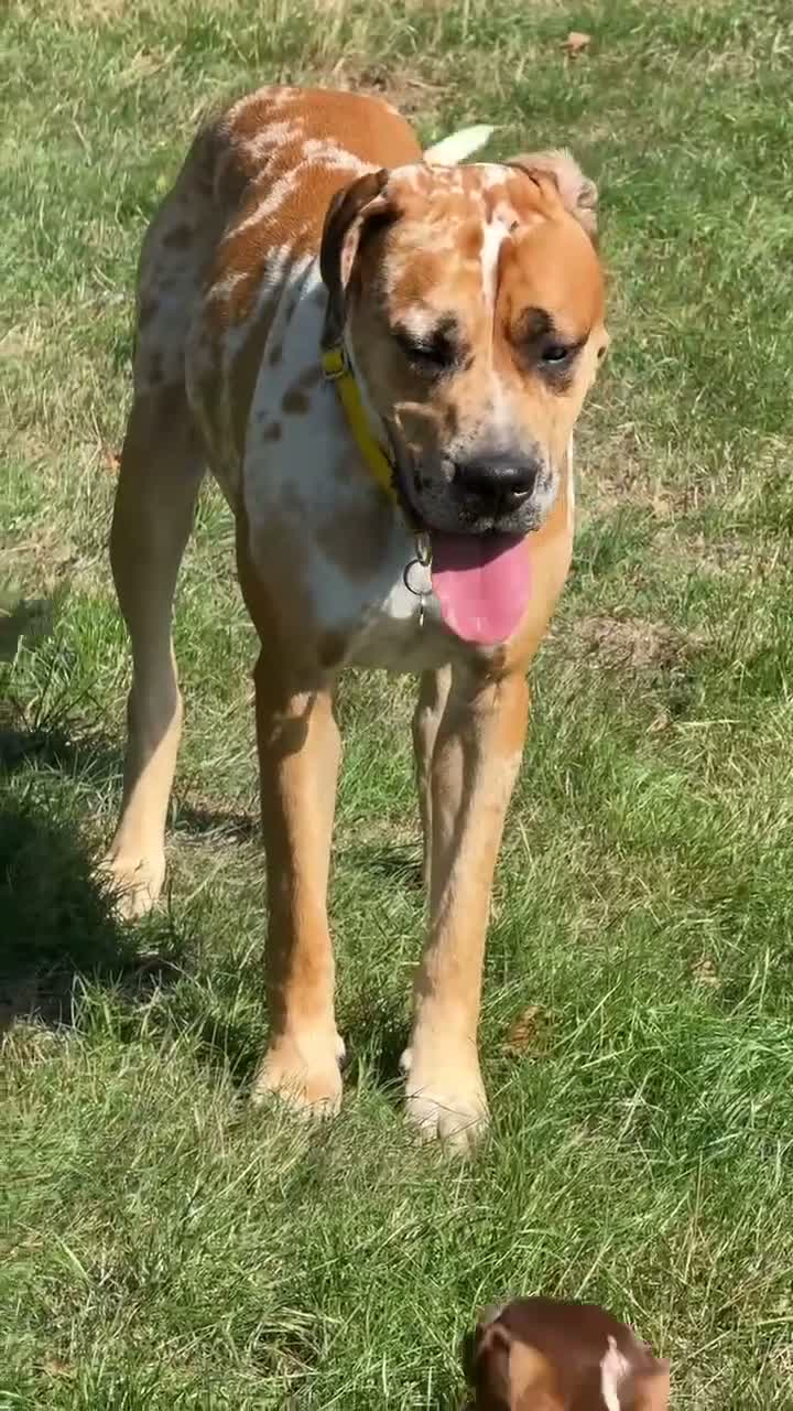 Mixed Breed dogs for sale: Mastiff Mix *Waiting List Open* - Video 1