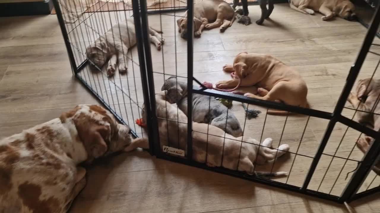 Mastiff dogs for sale: Mastiff Puppies {Merle} - Video 2