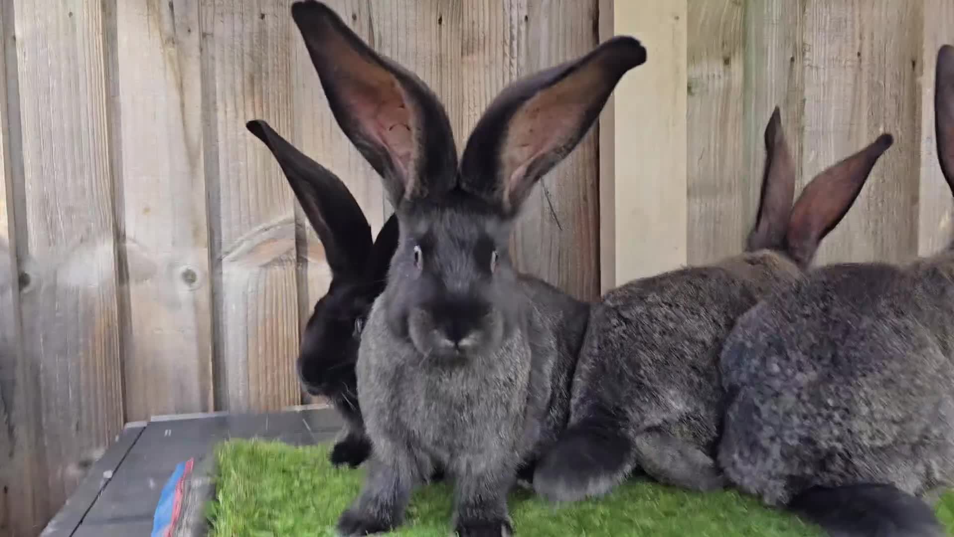 Continental Giant rabbits for sale: Continental Giants  - Video 1