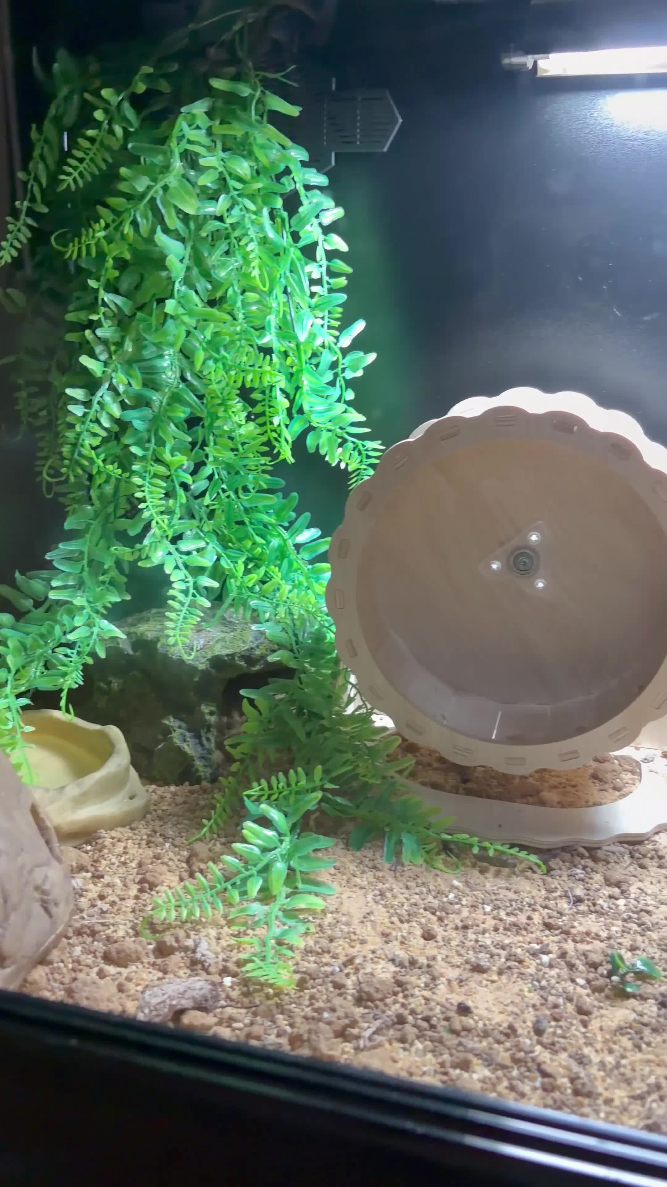 Leopard Gecko reptiles for sale: Female Raptor Leopard Gecko & 3ft Setup – £300 ONO in Slough - Video 2