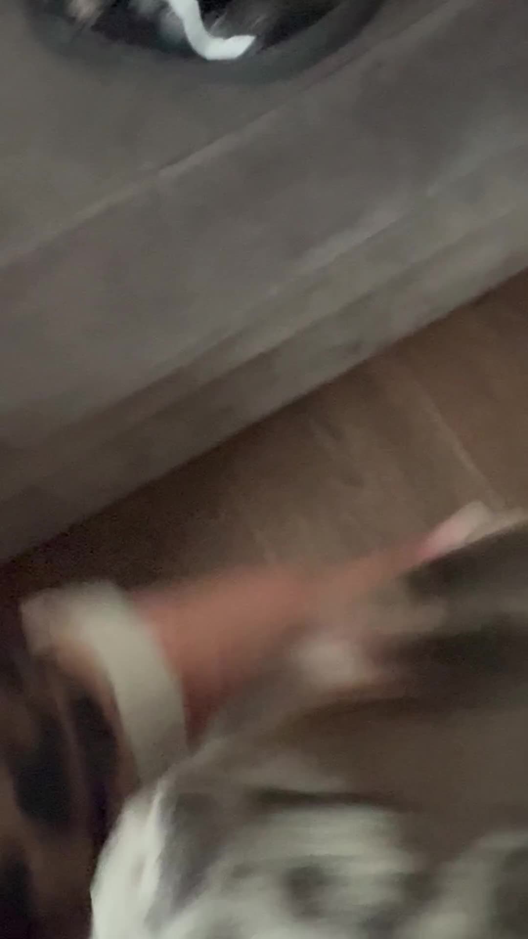 French Bulldog dogs for sale: Milo  in Dukinfield - Video 1