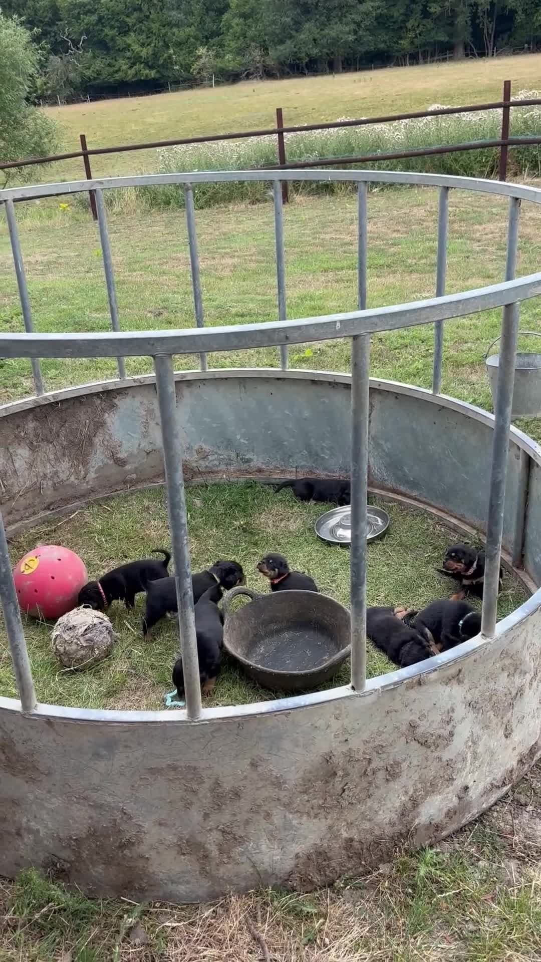 Rottweiler dogs for sale: Chunky Rottweiler puppies for sale  - Video 1