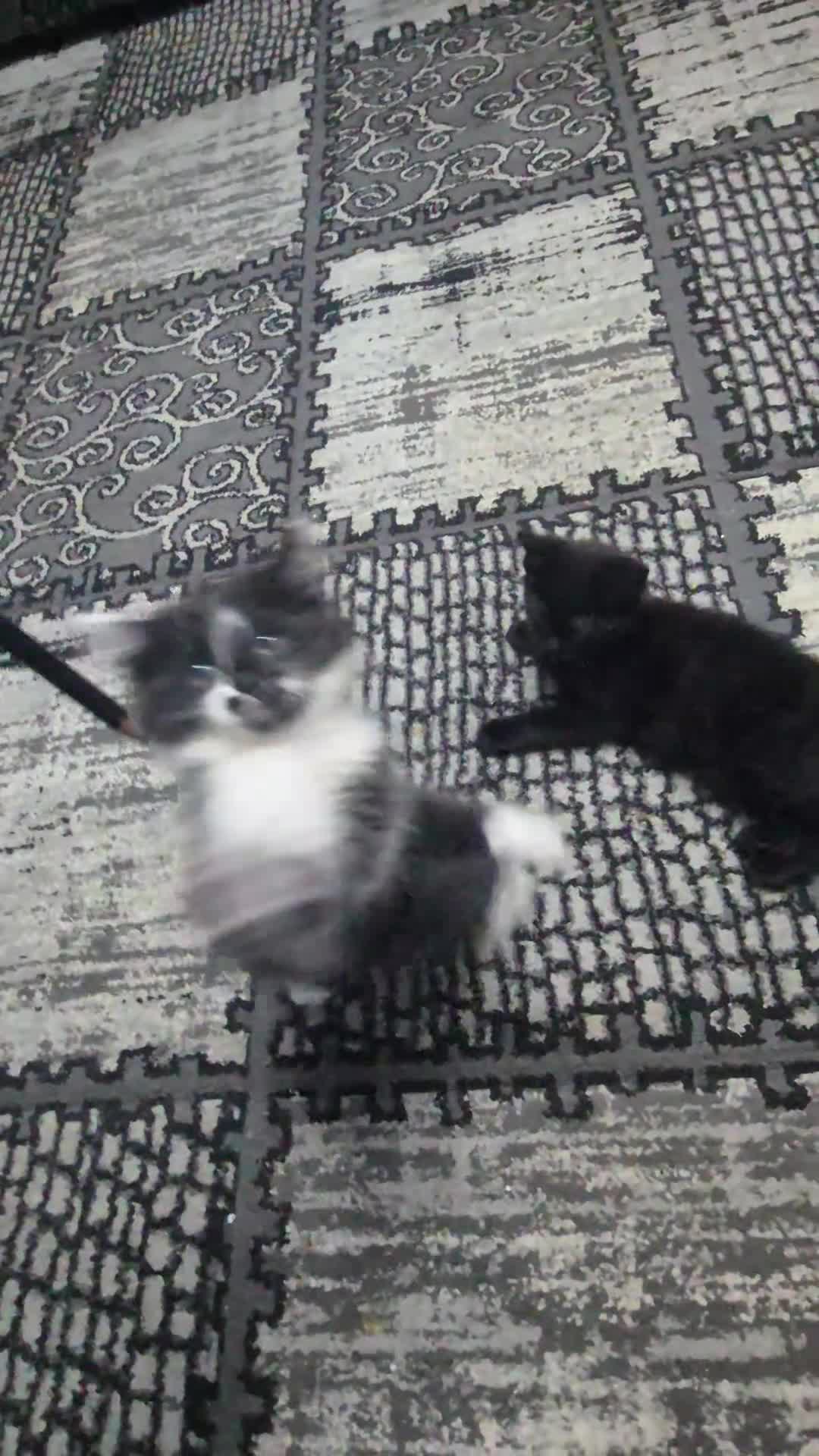 British Shorthair cats for sale: BSH kittens - Video 2