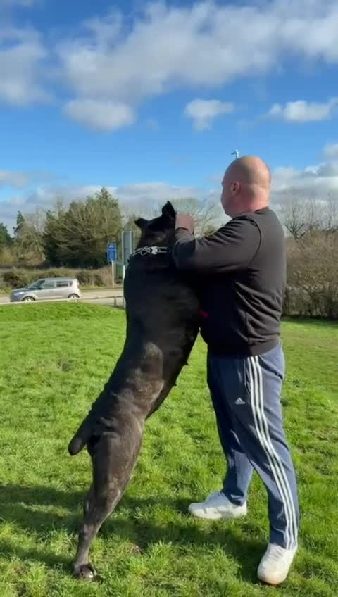 Cane Corso dogs for sale: Massive Corso Pups-Champion Pedigree-True Molosser in Canterbury - Video 1