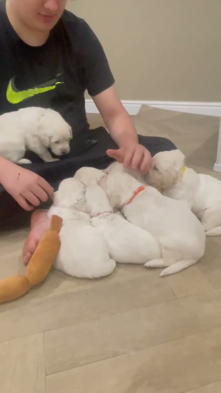 Golden Retriever dogs for sale: Light cream golden retrievers ( 1 boy left)  - Video 1