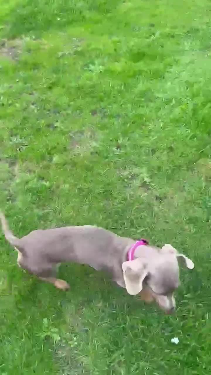 Miniature Dachshund dogs for sale: Miniature daschund  - Video 1