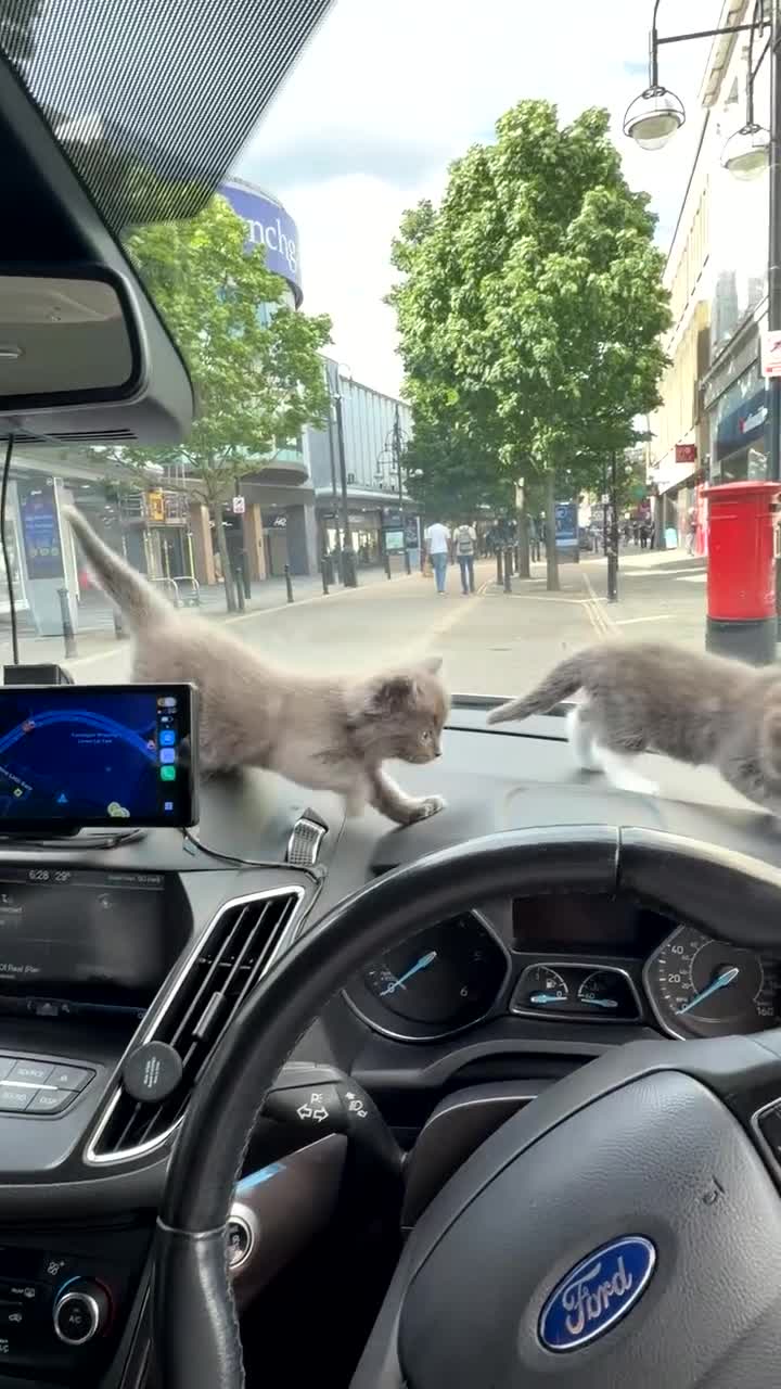 Mixed Breed cats for sale: 2 Gorgeous,Persian x British Shorthair Kittens - Video 1