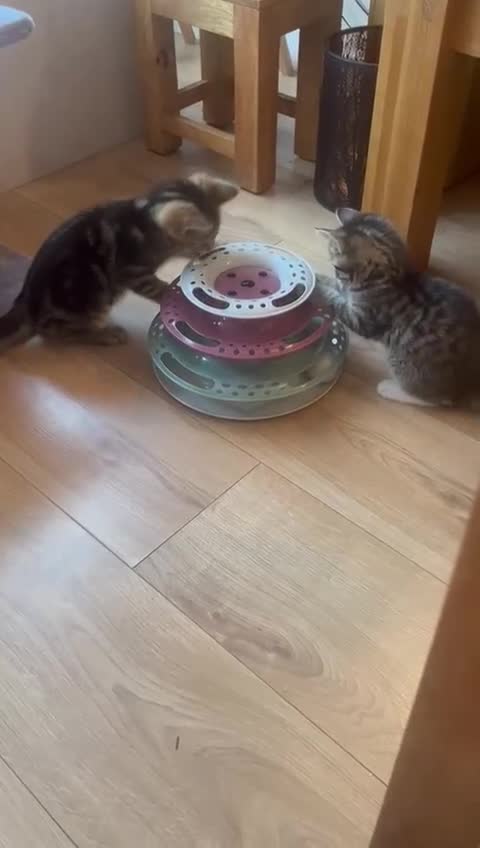 Mixed Breed cats for sale: Beautiful kittens for sale  - Video 1