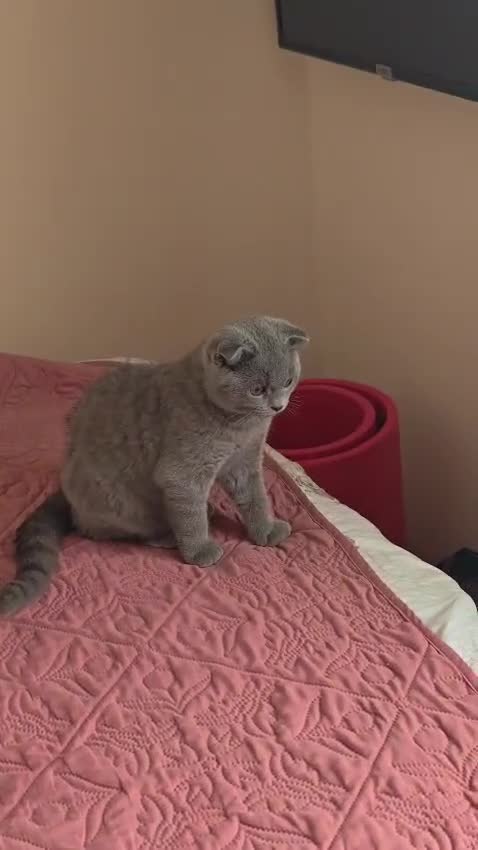 Scottish Fold cats for sale: 2 Lovely Scotish Fold Male Kittens  - Video 1