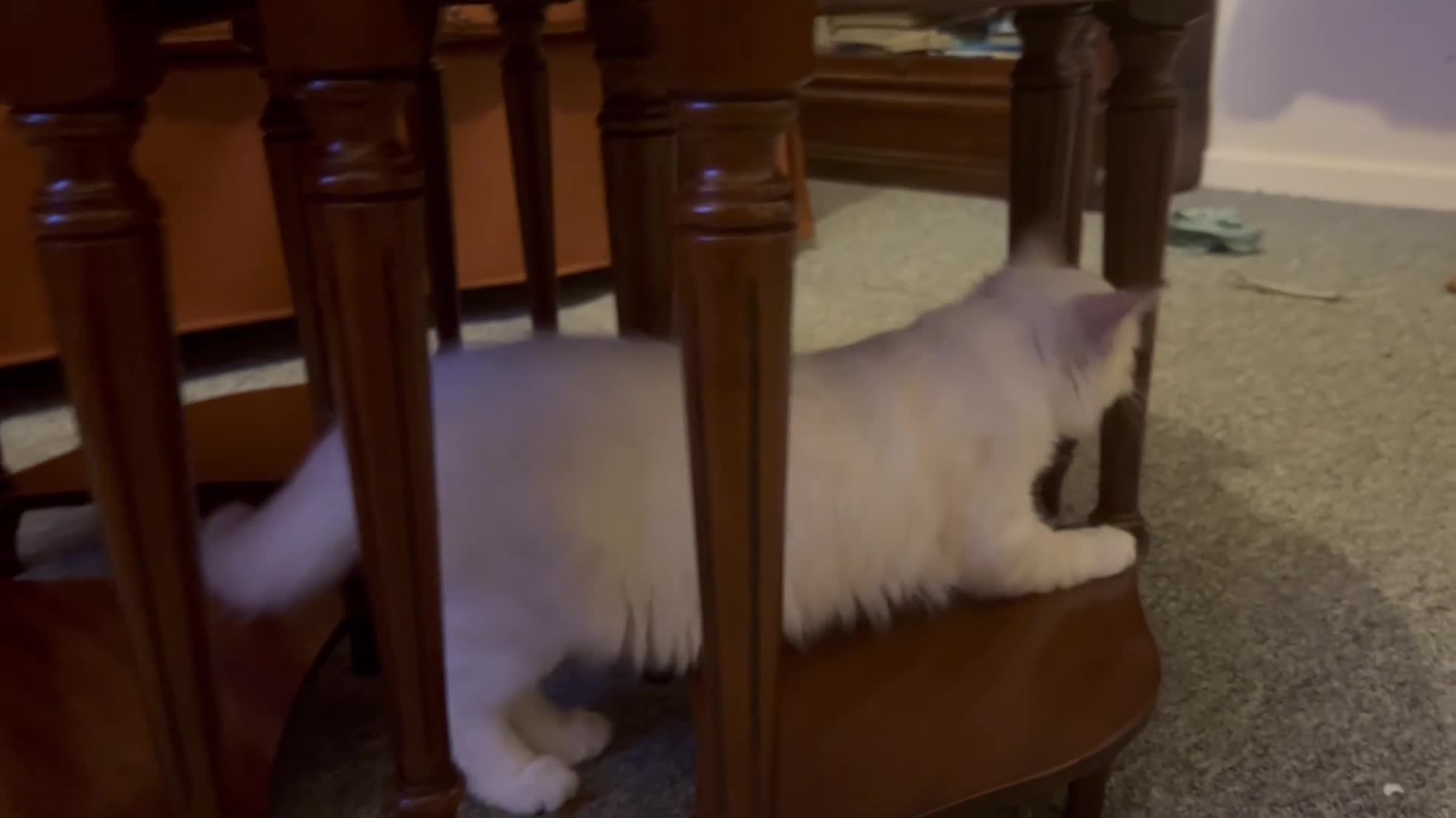 Siberian cats for sale: Siberians with wonderful personalities  - Video 2