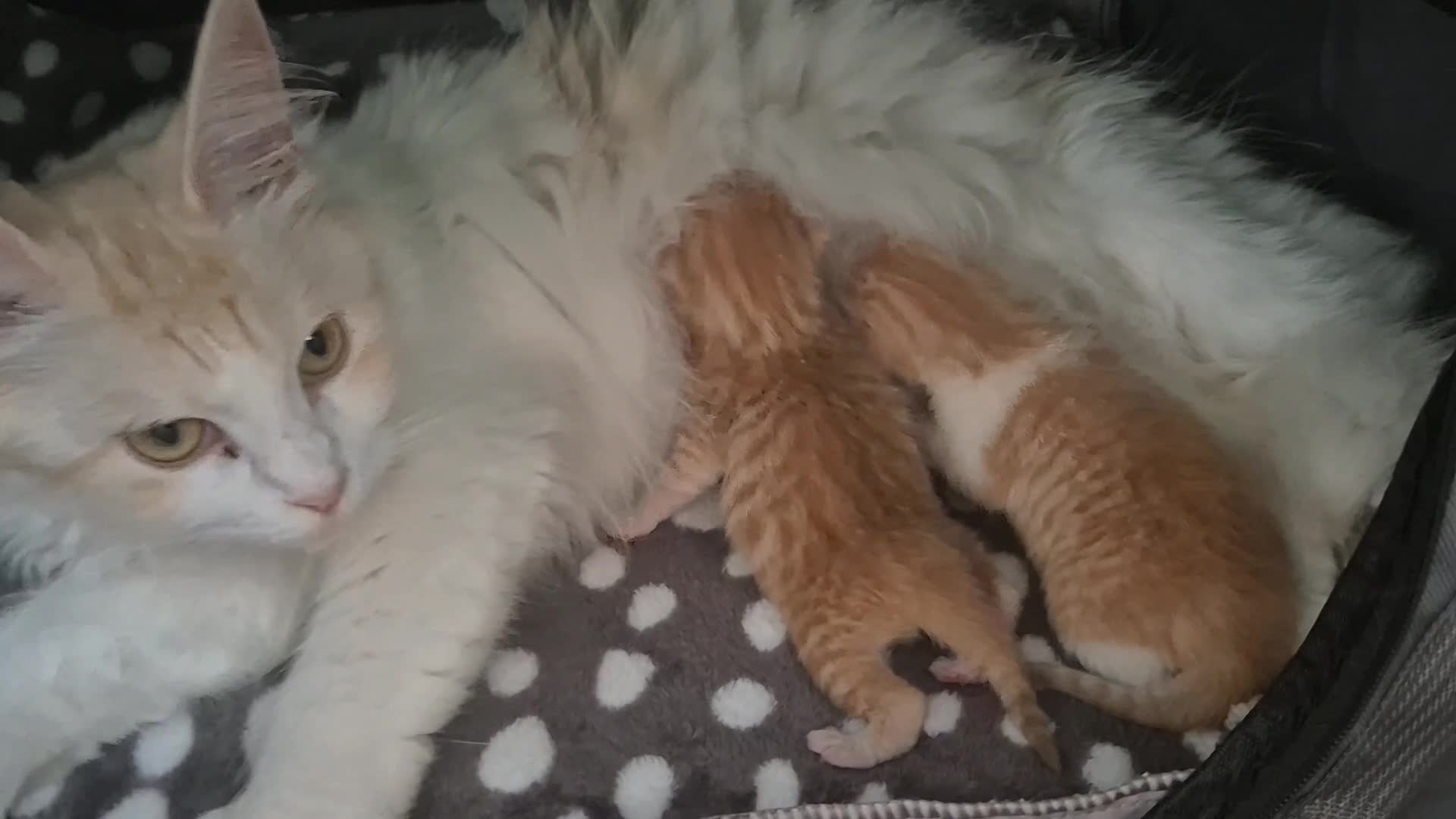Mixed Breed cats for sale: Maine coon X BSH Kittens in Droitwich - Video 1