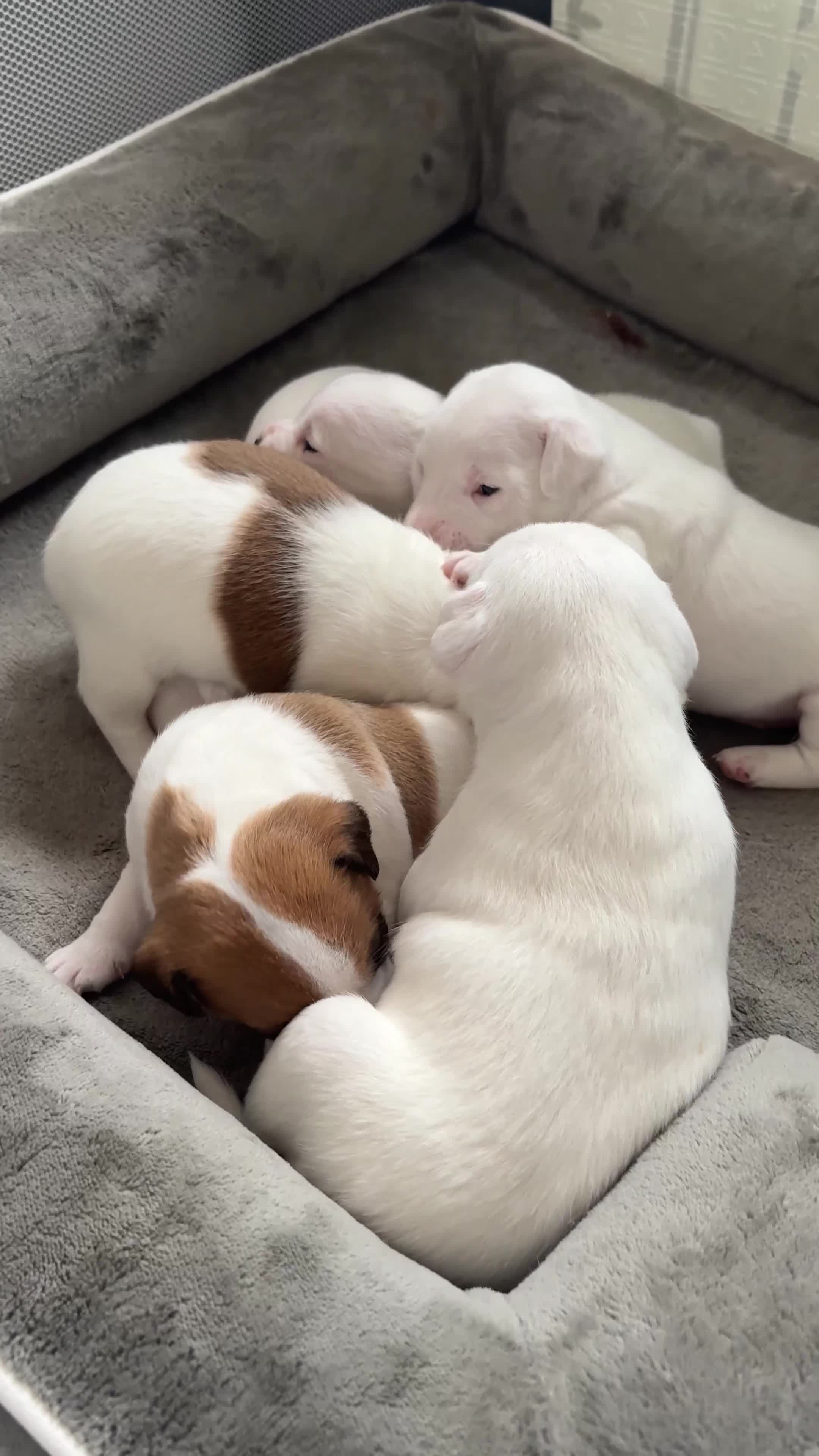 Jack Russell dogs for sale: Beautiful 6 pups for sale - Video 1