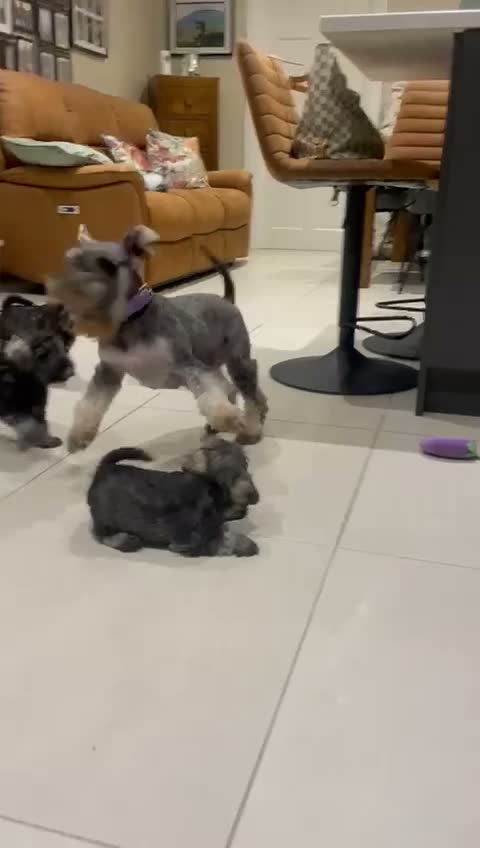 Miniature Schnauzer dogs for sale: KC reg Miniature Schnauzer puppies in Newry - Video 1