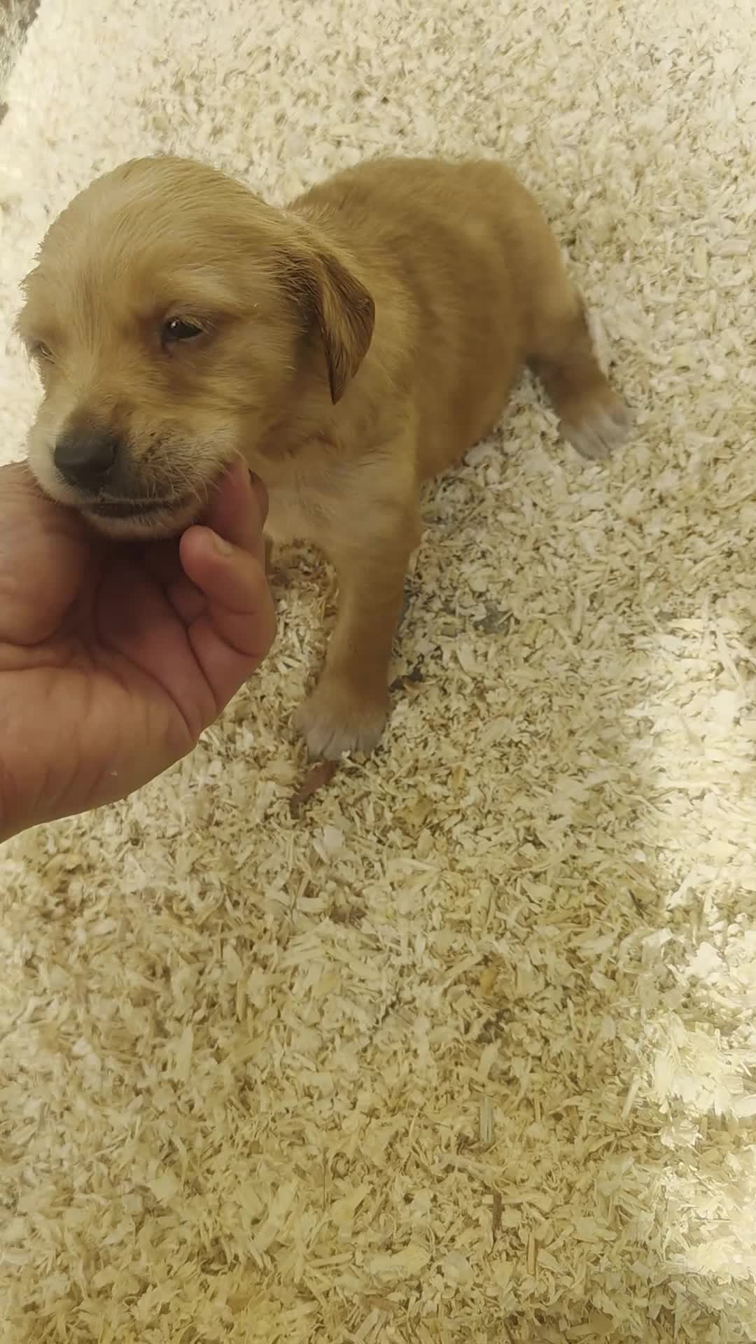 Golden Retriever dogs for sale: Kc registered dark red pups - Video 1