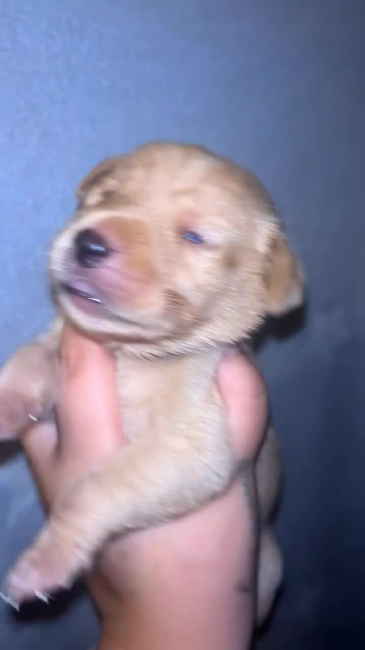 Labrador Retriever dogs for sale: Beautiful KC Labrador Puppies - Video 1