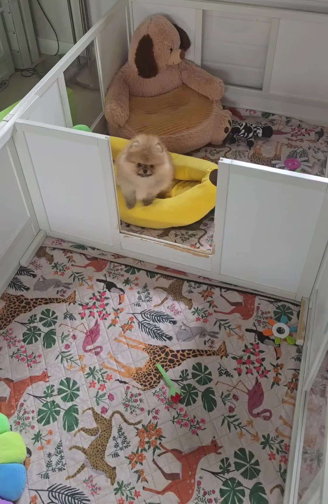 Pomeranian dogs for sale: Reduced as new litter due 40+champions🏆in lines!  - Video 1