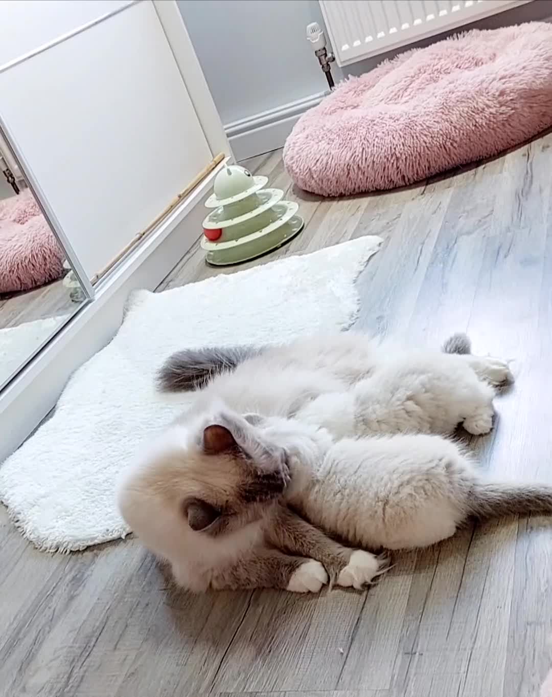 Ragdoll cats for sale: Ragdoll Kitten for Sale – Meet Sky 💙🐾 - Video 1