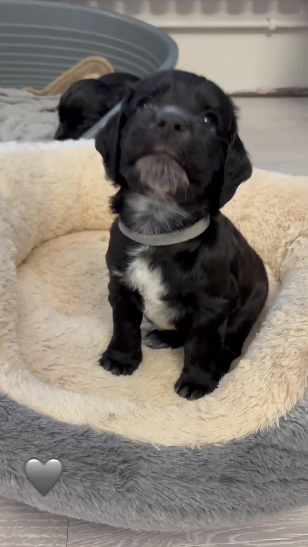 Cocker Spaniel dogs for sale: 11 week old working cocker pup - Video 1