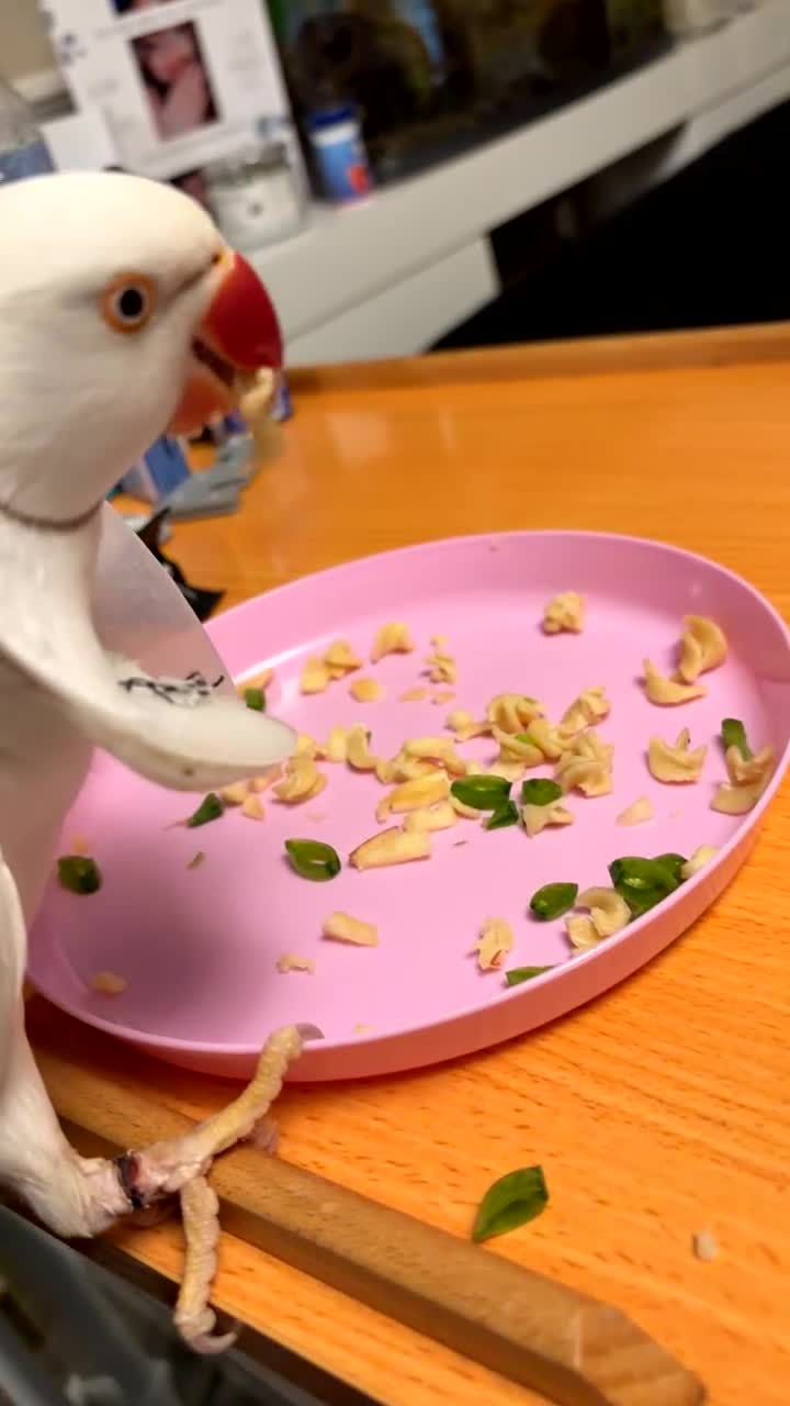 Ringnecks birds for sale: Albino Indian ringneck - Video 2