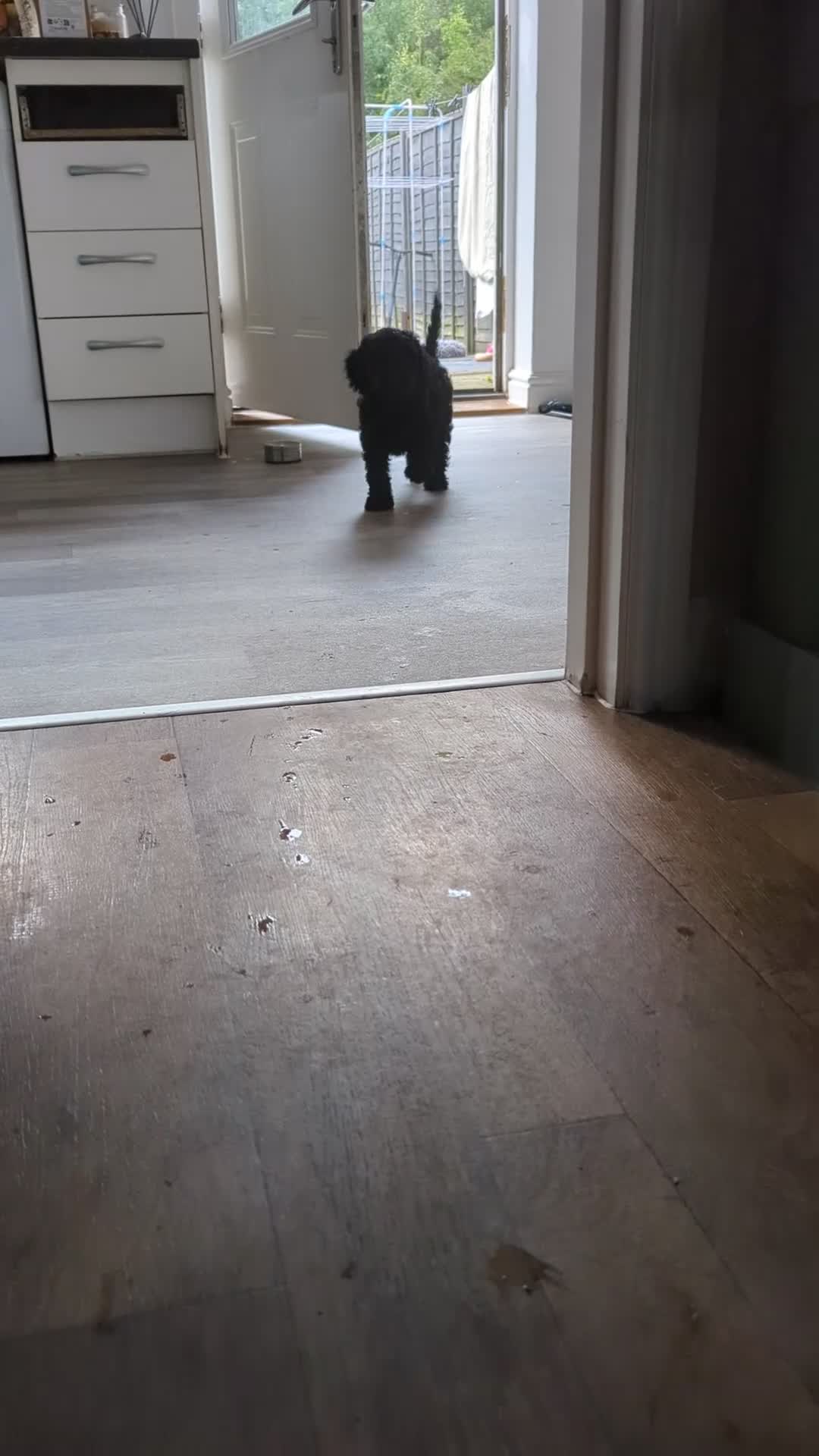 Cockapoo dogs for sale: 6 black cockapoos - Video 3
