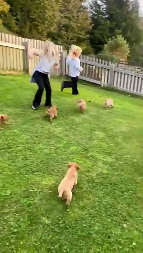 Labrador Retriever dogs for sale: Stunning Fox red labradors - Video 1