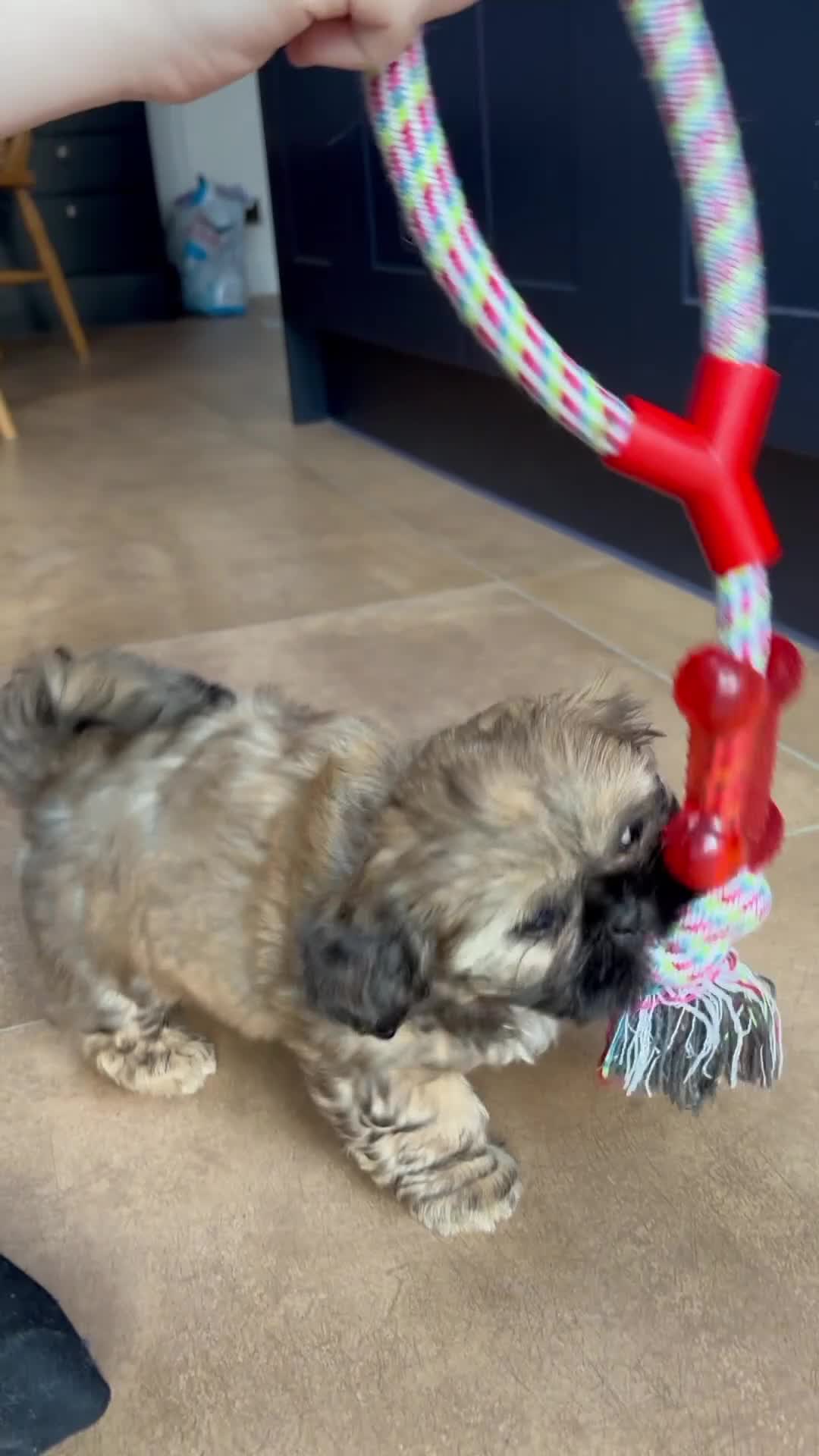 Shih Tzu dogs for sale: Adorable KC Reg boy puppy - Video 3