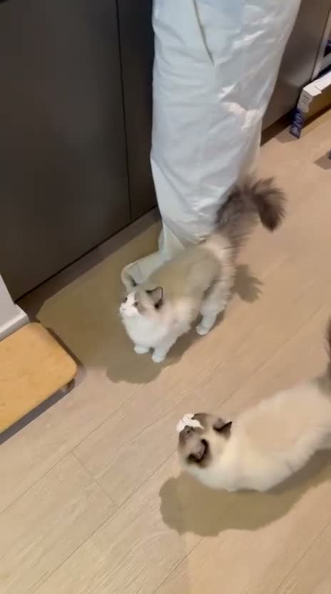 Ragdoll cats for sale: ✨️🏆 🧸🤎ReadyNow Eu ChampLine Tica Reg Ragdolls  - Video 5