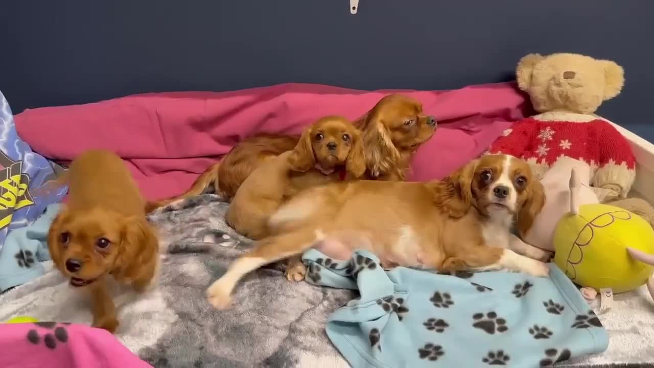 Cavalier King Charles Spaniel dogs for sale: Cavalier king Charles  Ruby's puppy's   - Video 2