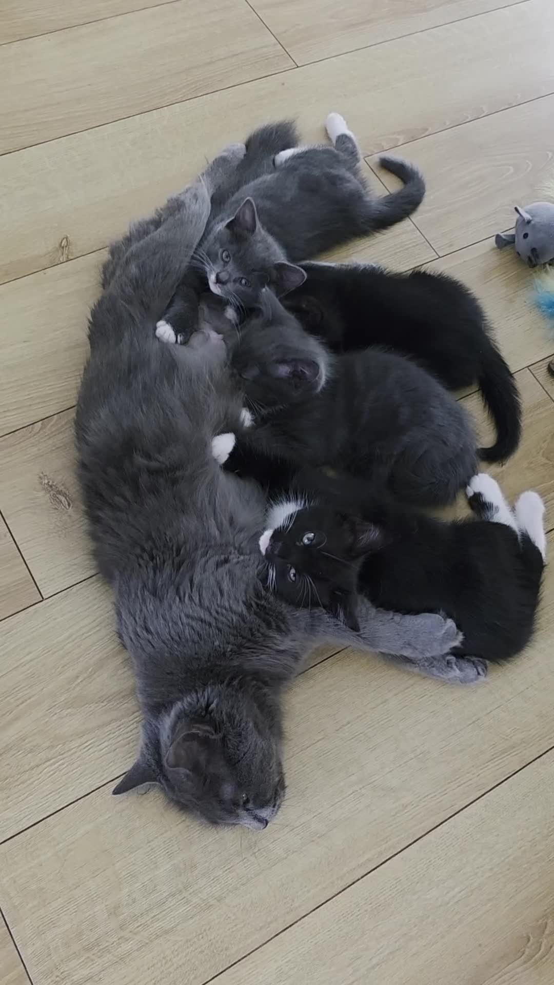 Siberian cats for sale: Siberian x Domestic shorthair stunning kittens  - Video 2