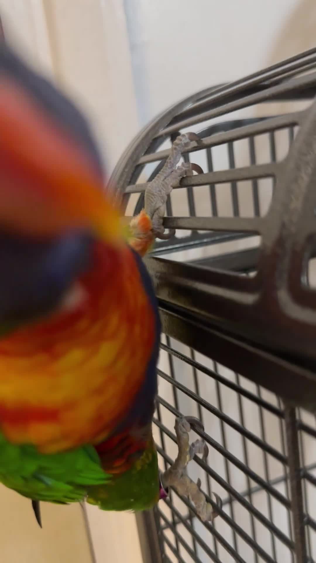 Lorikeets birds for sale: Beautiful male  lorikeet  silly tame for sale - Video 2