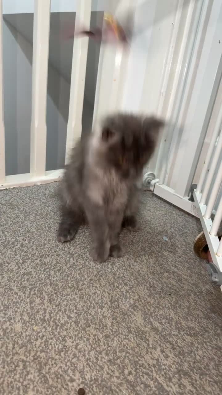 Maine Coon cats for sale: 1 left TICA Registered Maine Coon Kittens - Video 1