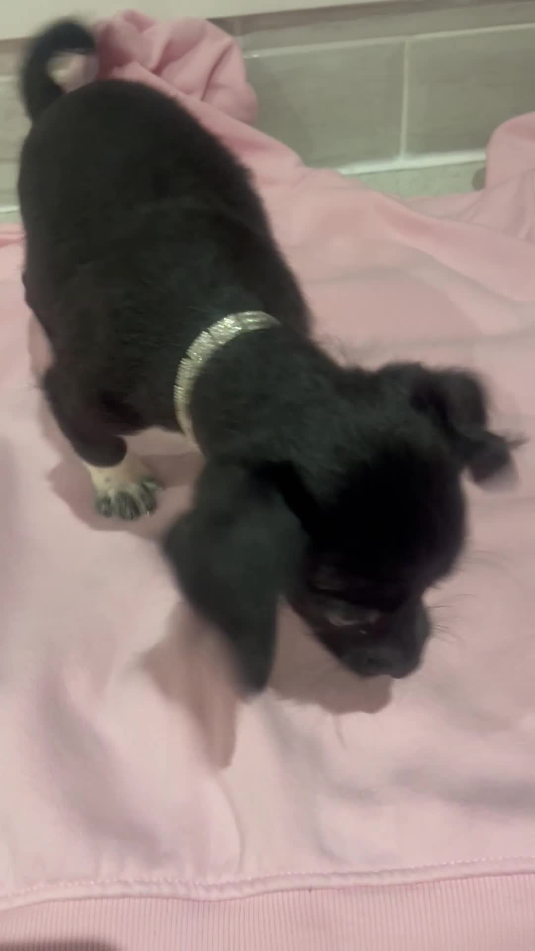 Mixed Breed dogs for sale: Are beautiful Jack/Chihuahua girl  - Video 1
