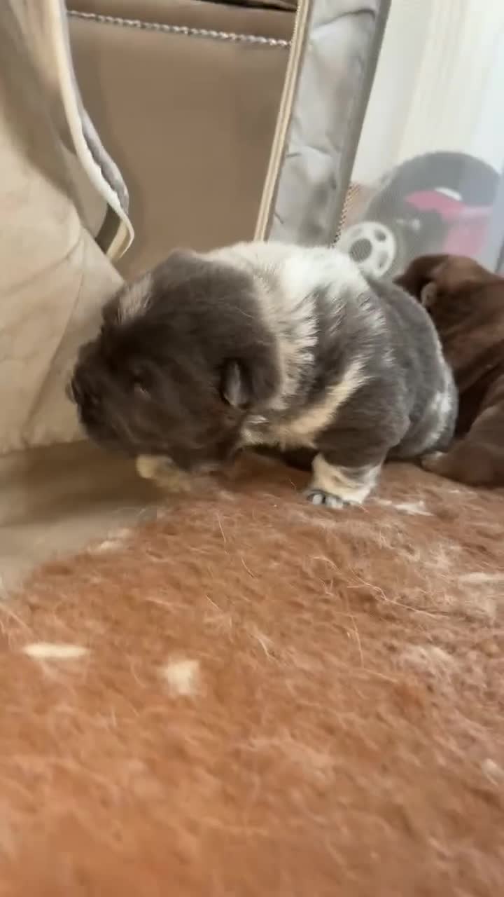 Chow Chow dogs for sale: Chow chow stunning ✌️💯 in Derby - Video 1