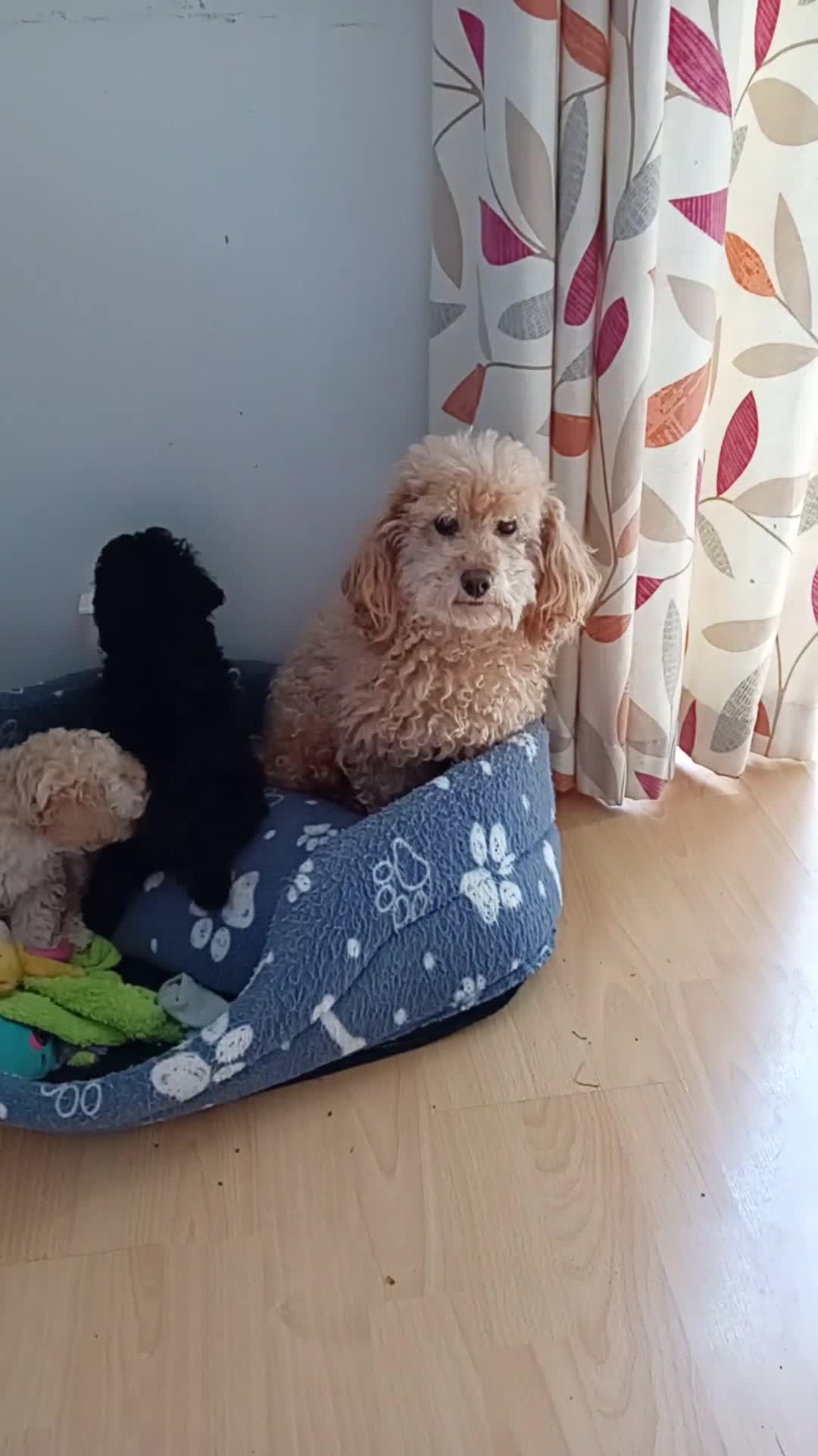Toy Poodle dogs for sale: Two male health tested toy poodles - Video 1
