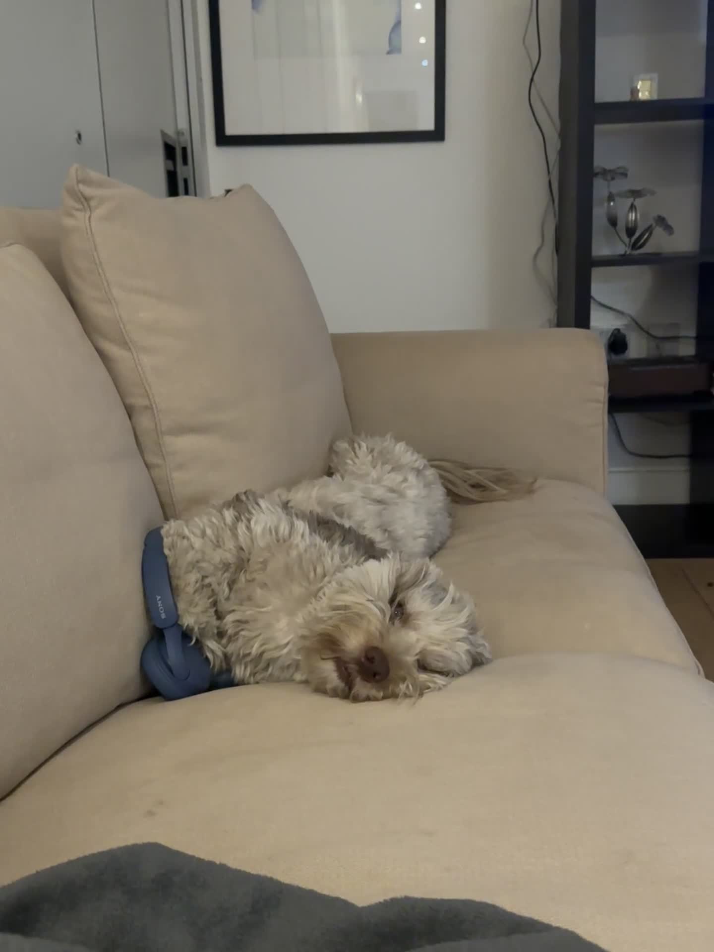 Jackapoo dogs for sale: Jackapoo for Sale (experienced owners only) - Video 1