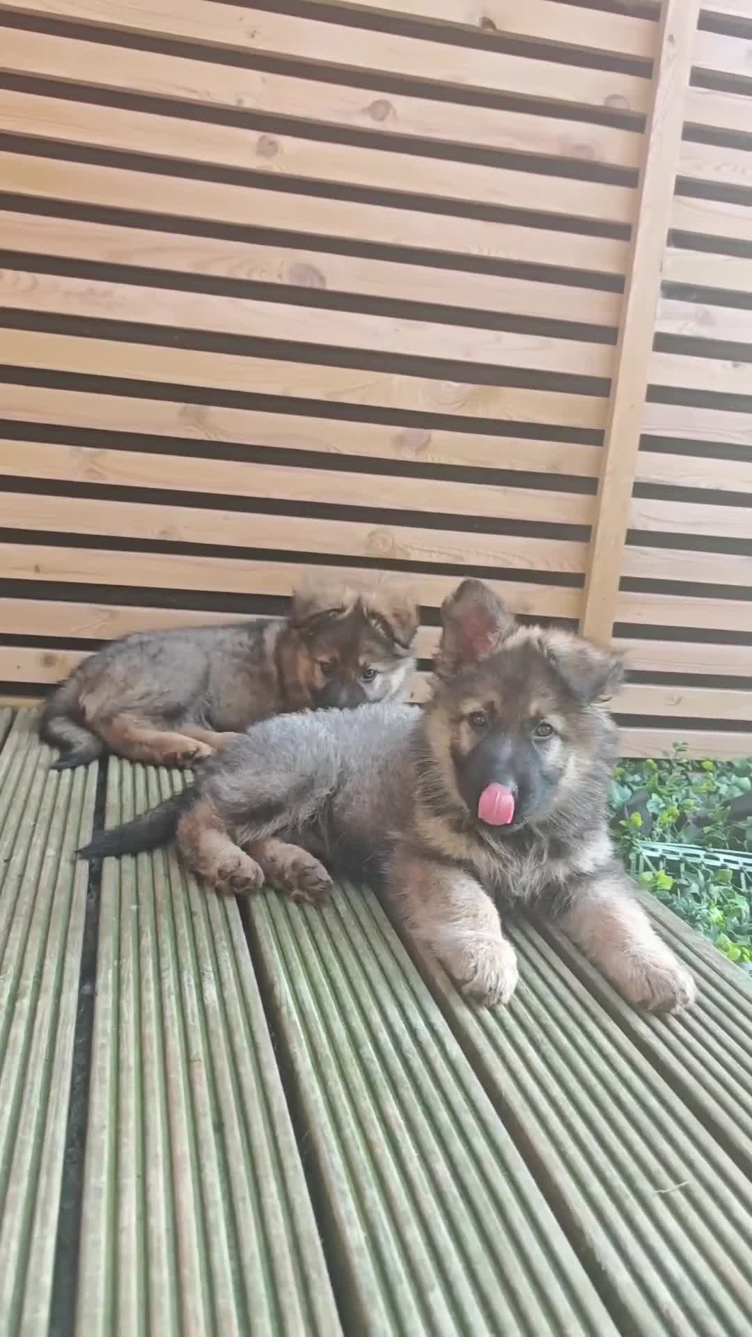 German Shepherd dogs for sale: 3 Purebred Pups XL Long-Hair GSD Girl Puppies - Video 2