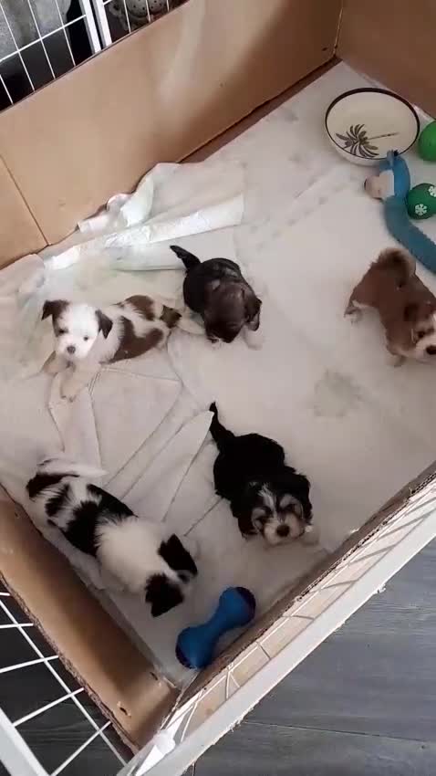 Lhasa Apso dogs for sale: Lhasa Apso Puppies for sale - Video 1