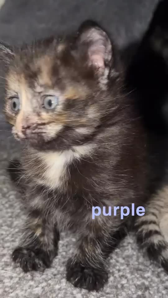 Mixed Breed cats for sale: 8 kittens for rehoming💗💙🐾 - Video 4