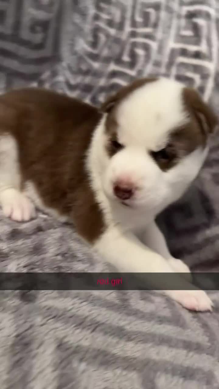 Siberian Husky dogs for sale: 4 beautiful husky puppy’s  in Seaham - Video 1